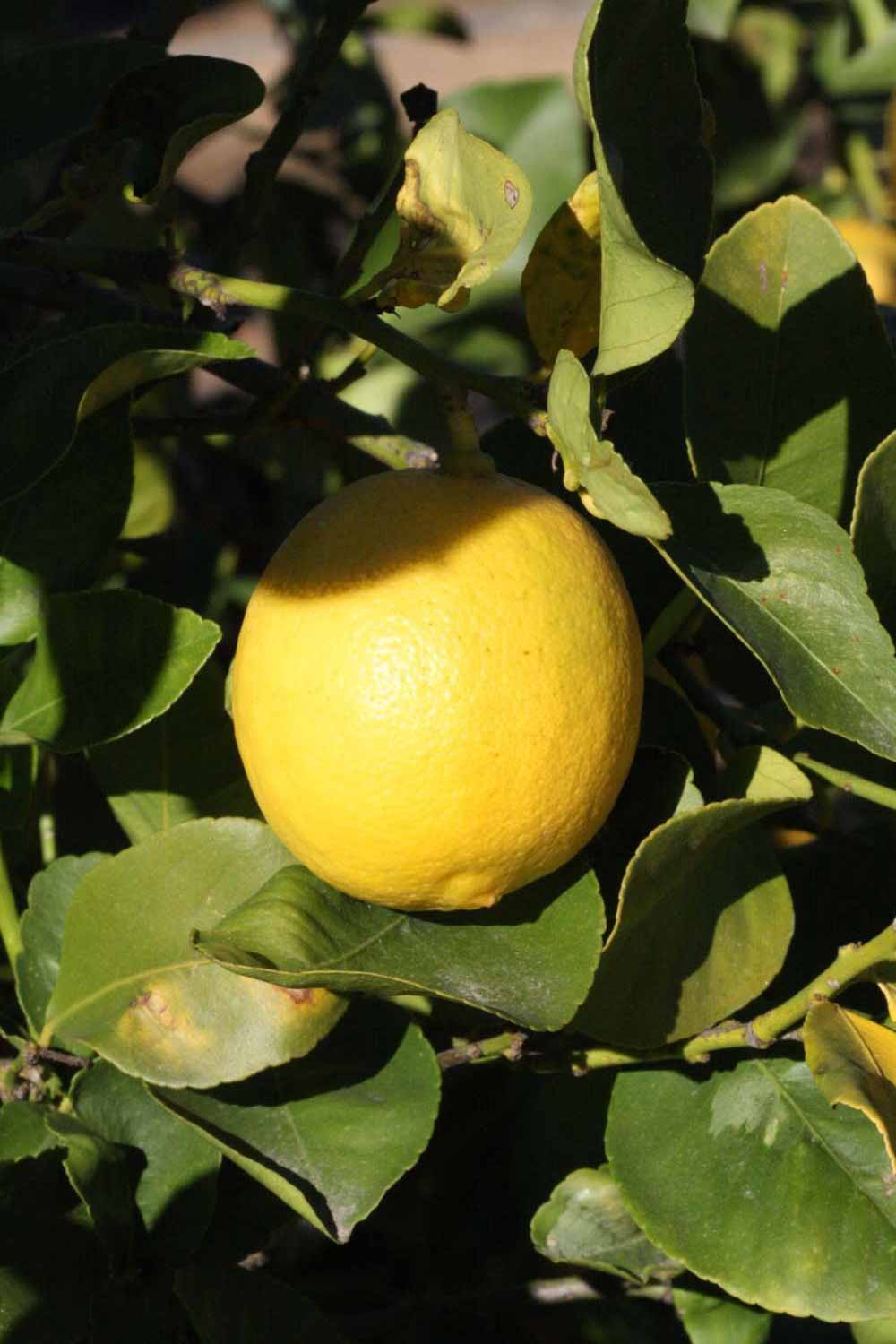              Fruit (Riverside, CA)       